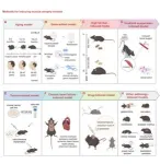 Applications, limitations, and prospects of different muscle atrophy models in sarcopenia and cachexia research 3