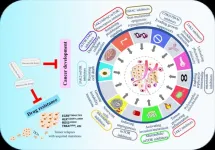 Applications of macrocyclic molecules in cancer therapy: Target cancer development or overcome drug resistance