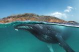 Arabian Sea humpback whales isolated for 70,000 years