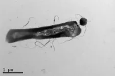 Archaea can be picky parasites