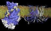 Architecture of a lipid transport protein revealed