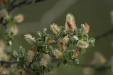 Arctic shrubs add new piece to ecological puzzle