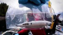 Are viruses keeping sea lice at bay in wild salmon? 2