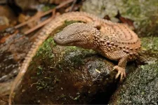 Are zoos inadvertently complicit in wildlife trade? The case of a rare Borneo lizard