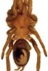 Argentina yields 3 new tarantula species