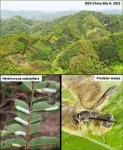 Arthropods in high-diversity forests contribute to improved productivity