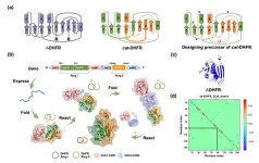 Artificial design and biosynthesis of a single-domain catenated dihydrofolate reductase