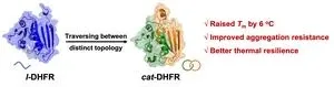 Artificial design and biosynthesis of a single-domain catenated dihydrofolate reductase 2