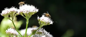 Artificial light affects plant pollination even during the daytime