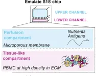 Artificial lymphoid organs could help predict efficacy of booster vaccines