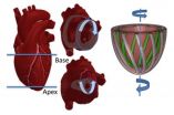 Artificial muscles that do the twist