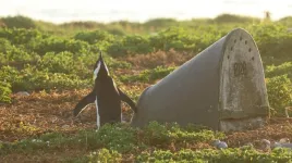 Artificial nests boost penguin breeding success, but there’s no one-size-fits-all design