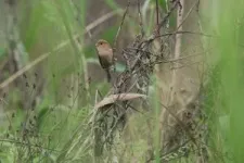 As city heat rises, bird diversity declines 2