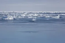 As sea ice declines in the Arctic, bowhead whales are adjusting their migration patterns