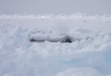 As sea ice declines in the Arctic, bowhead whales are adjusting their migration patterns 2