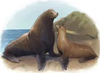 As the California sea lion population got bigger, so did male sea lions 2