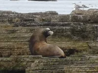 As the California sea lion population got bigger, so did male sea lions 3