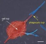 Asbestos: the size and shape of inhaled nanofibers could be exclusively responsible for the development of pulmonary fibrosis