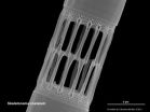 Ascension of marine diatoms linked to vast increase in continental weathering