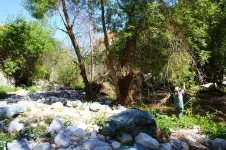 Ash tree variability may offer restoration path post-beetle decimation