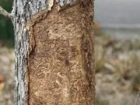 Ash tree variability may offer restoration path post-beetle decimation 3