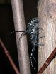 Asian longhorned beetles pheromone could be used to manage pest 2