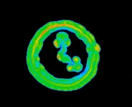 Astonishing complexity of bacterial circadian clocks