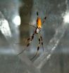 ASU scientists unravel the mysteries of spider silk