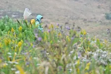 At-risk butterflies more likely to survive with human help