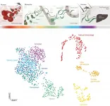 Atlas of malaria parasite gene activity provides new targets for drugs and vaccines