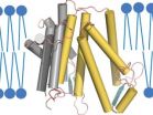 Atomic map reveals clues to how cholesterol is made