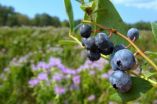 Attracting wild bees to farms is a good insurance policy