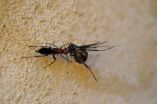 Aussie wasp on the hunt for redback spiders