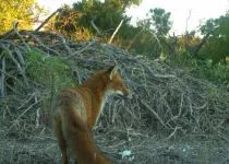 Australia’s giant lizards help save sheep from being eaten alive