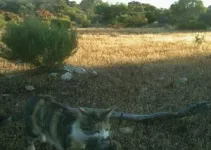 Australia’s giant lizards help save sheep from being eaten alive 2