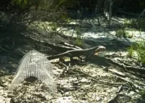 Australia’s giant lizards help save sheep from being eaten alive 3