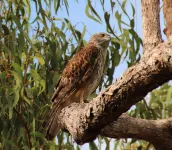 Australia’s rarest bird of prey disappearing at alarming rate