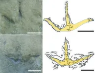 Australian footprints are the oldest known evidence of birds from southern regions 2