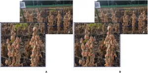 Automated soybean seed counting: Ppgrading existing methods for improved accuracy