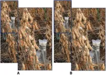 Automated soybean seed counting: Ppgrading existing methods for improved accuracy 2