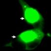 Autophagy in the initial stage is unrelated to the composition of beclin 1 complex