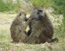 Baboon friends swap gut germs