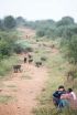 Baboons decide where to go together