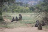 Baboons decide where to go together 2