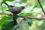 Backyard birds enhance life in urban neighborhoods