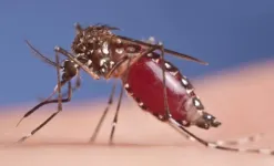 Bacteria breakthrough could accelerate mosquito control schemes