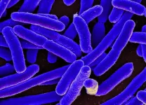 Bacteria ditch tags to dodge antibiotics