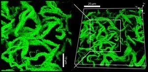 Bacteria in polymers form cables that grow into living gels 2