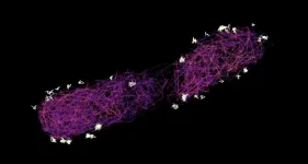 Bacteria load their syringes