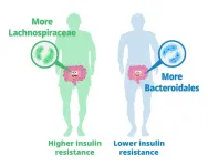 Bacteria treatment reduces insulin resistance, protects against diabetes